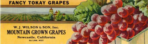Mountain Grown Grapes